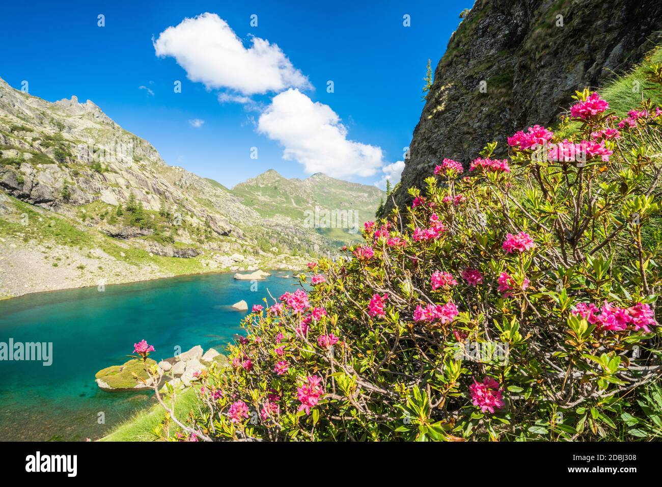 Rhododendrons en fleurs sur les rives du lac alpin Zancone, Alpes Orobie, Valgerola, Valtellina, Lombardie, Italie, Europe Banque D'Images