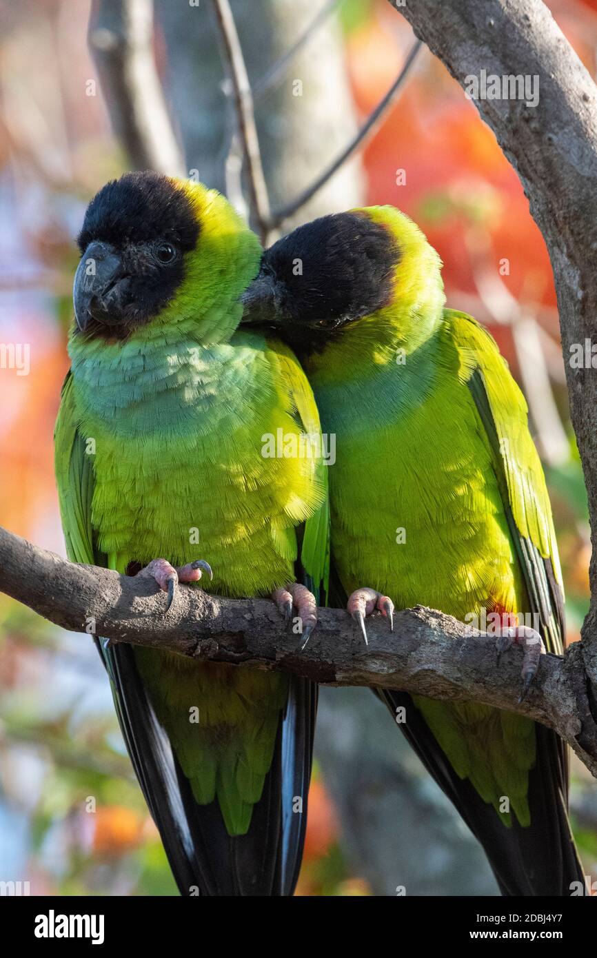 Nanday Parakeet (Aratinga nenday), Pantanal, Mato Grosso do Sul, Brésil, Amérique du Sud Banque D'Images