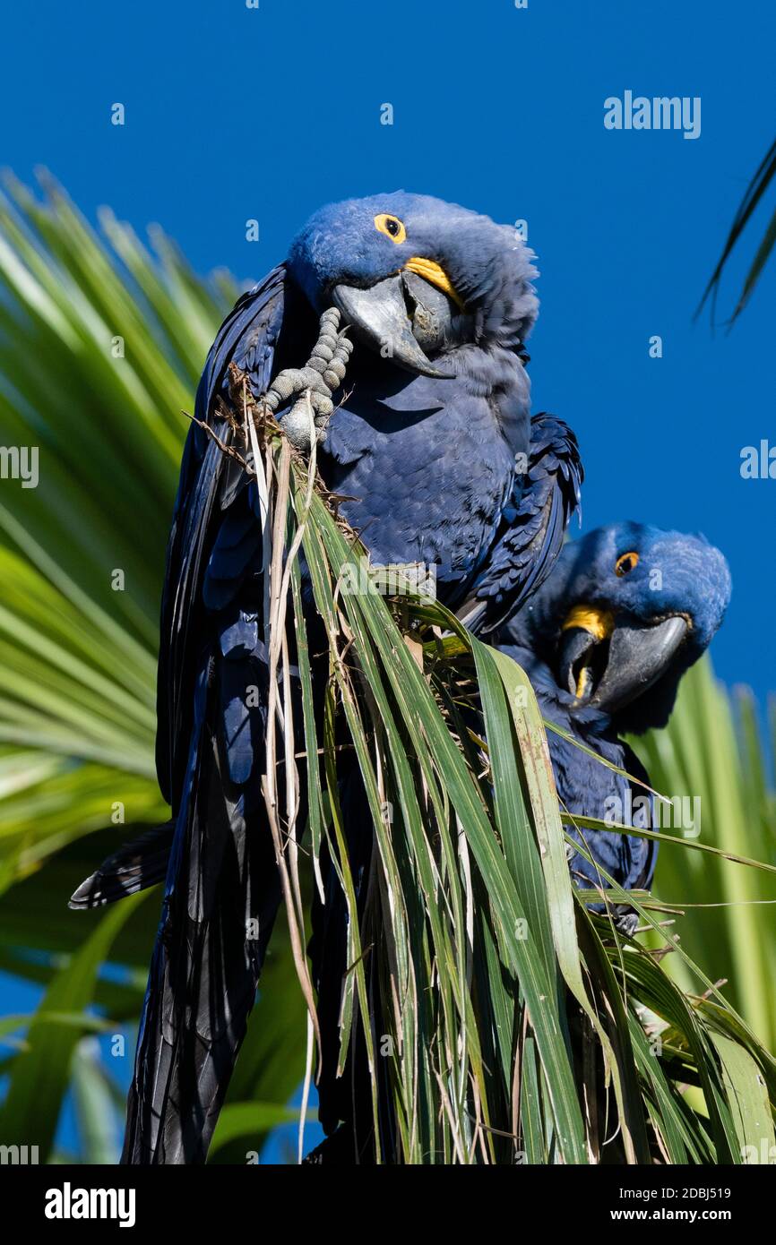 Macaw de jacinthe (Anodorhynchus hyacinthinus), Pantanal, Mato Grosso do Sul, Brésil, Amérique du Sud Banque D'Images