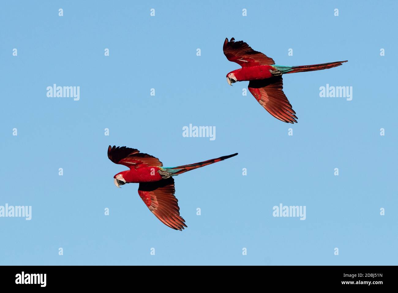 Macaw rouge et vert (Ara chloropterus), Mato Grosso do Sul, Brésil, Amérique du Sud Banque D'Images