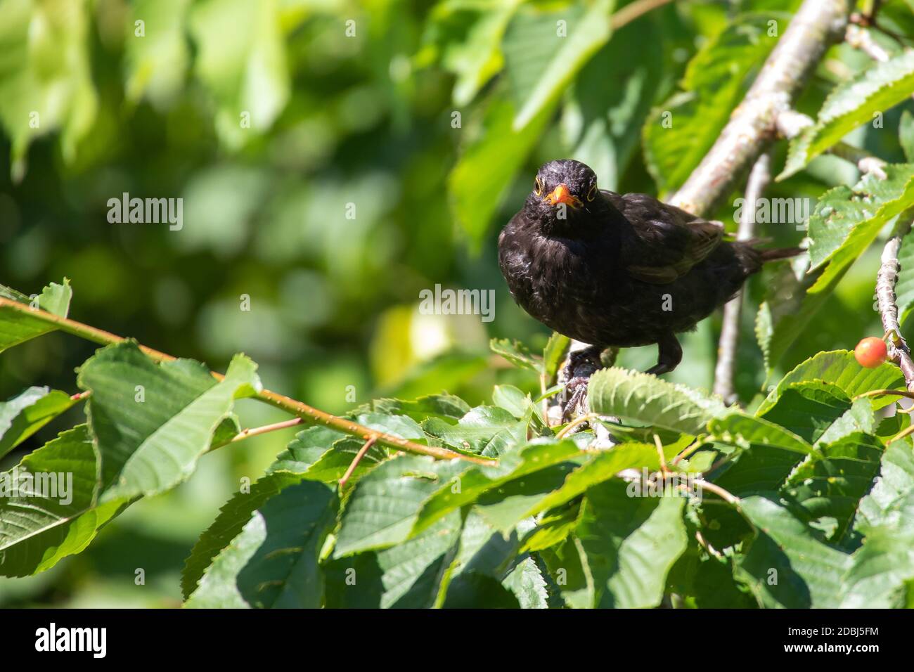 Blackbird recherche des ennemis de la nourriture Banque D'Images