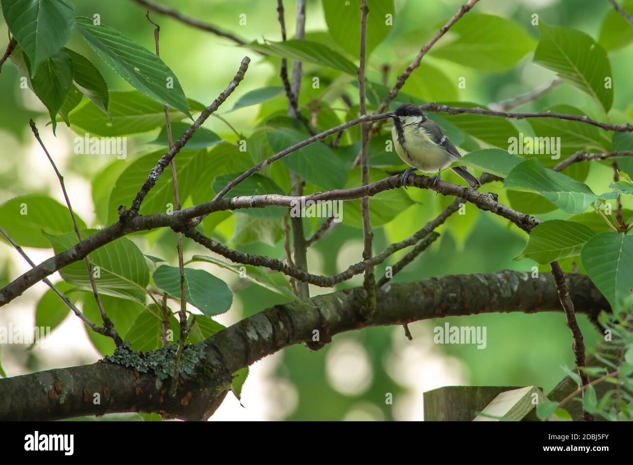 Great Tit sur branch Banque D'Images