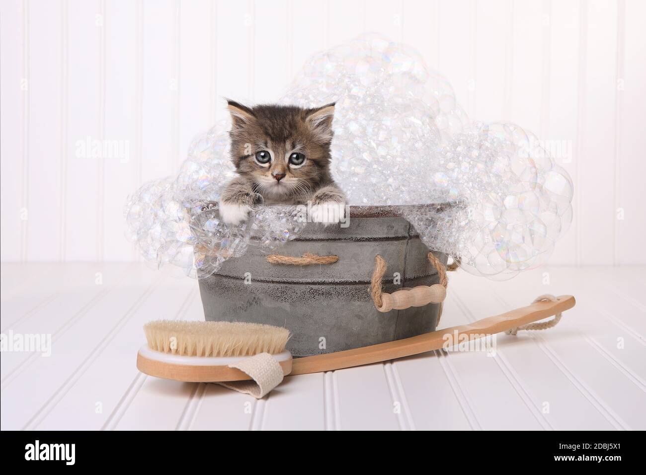 Chaton dans la bassine de pistes damées par Bubble Bath Banque D'Images