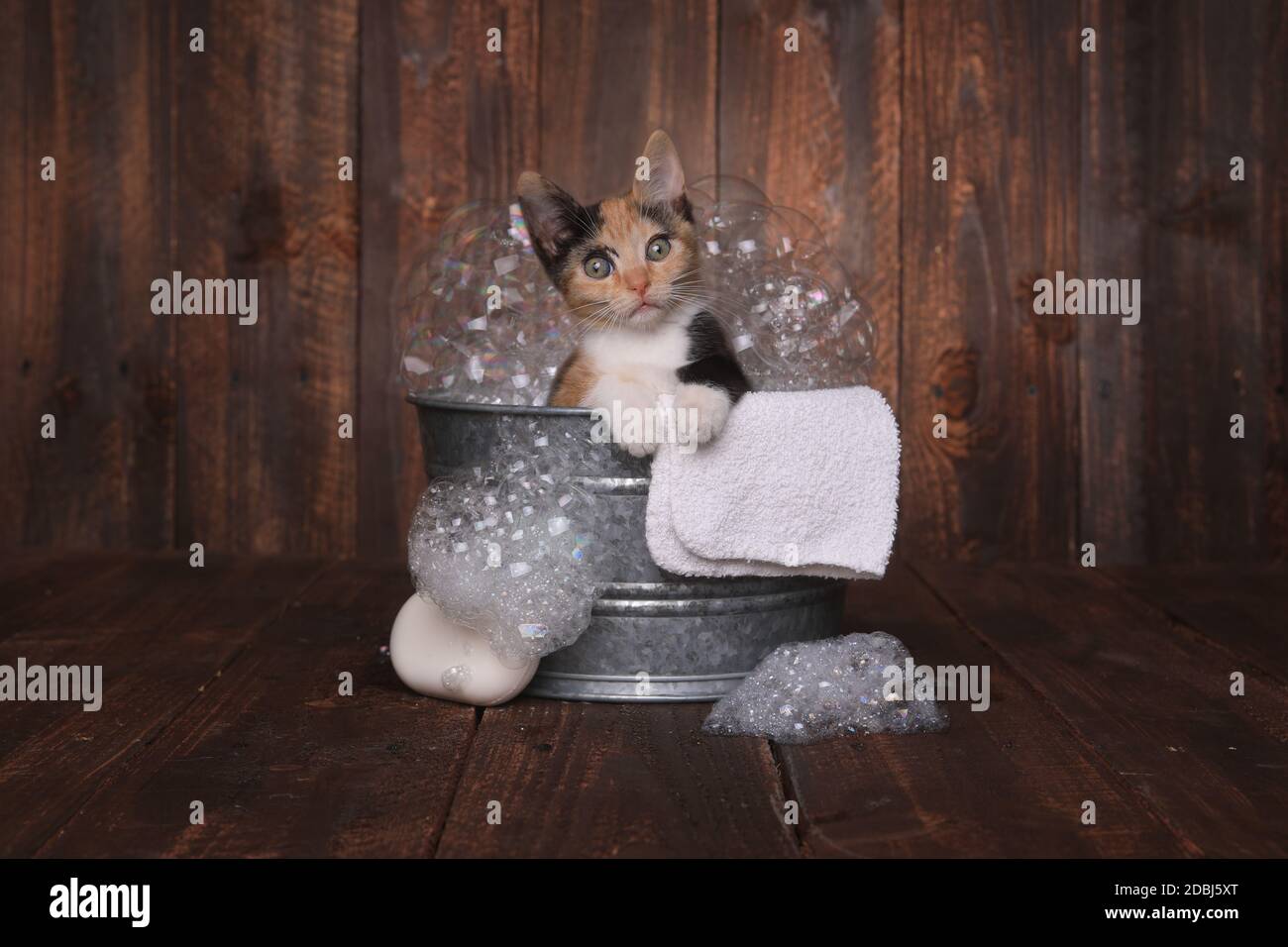 Cute Kitten dans la bassine de pistes damées par Bubble Bath Banque D'Images