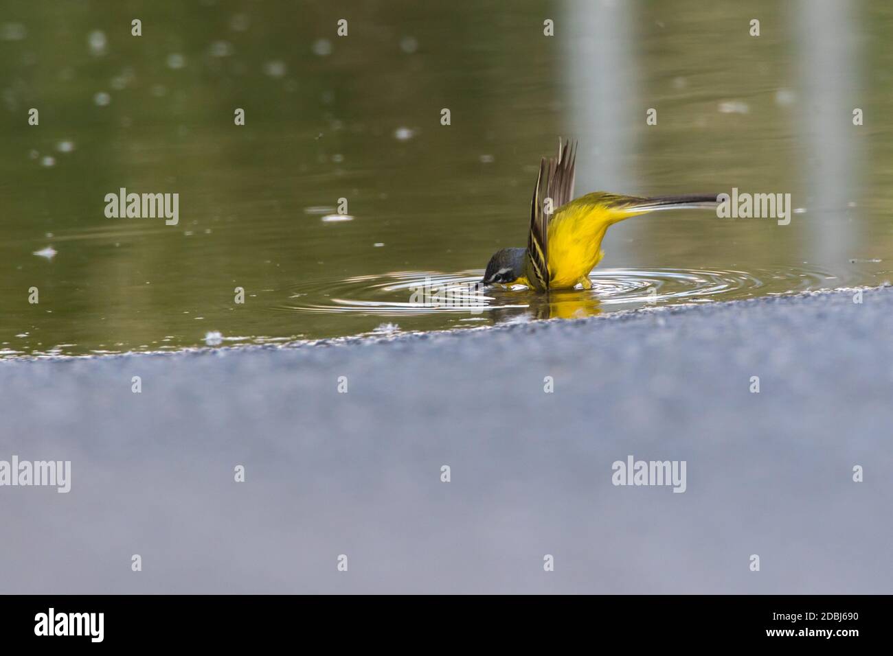 Un Wagtail jaune de l'Ouest est à la recherche de fourrage Banque D'Images