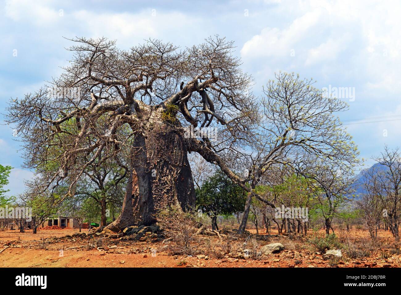 Baobab africain, Zimbabwe Banque D'Images