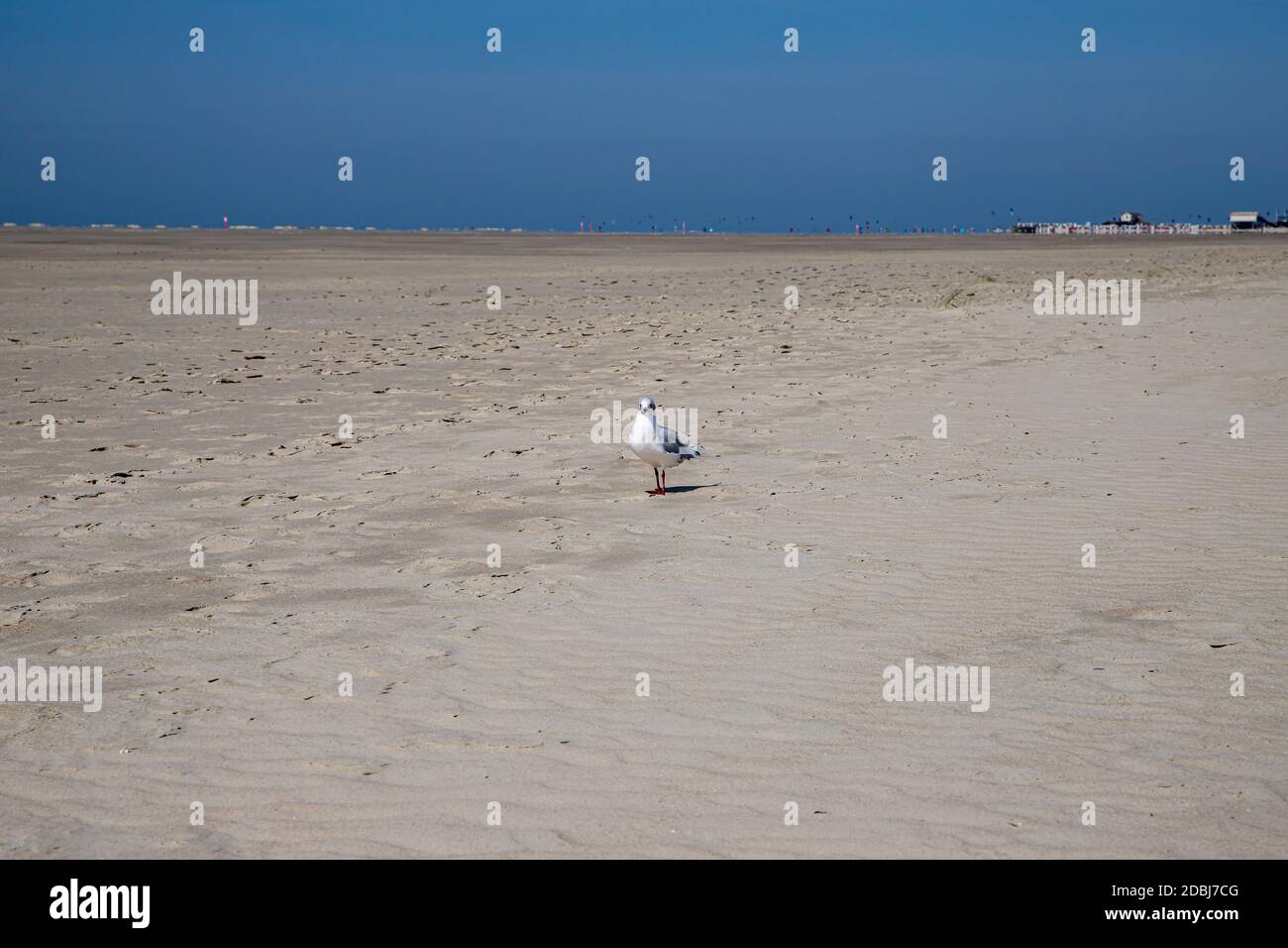 Mouette sur la plage de Sankt Peter Ording Banque D'Images