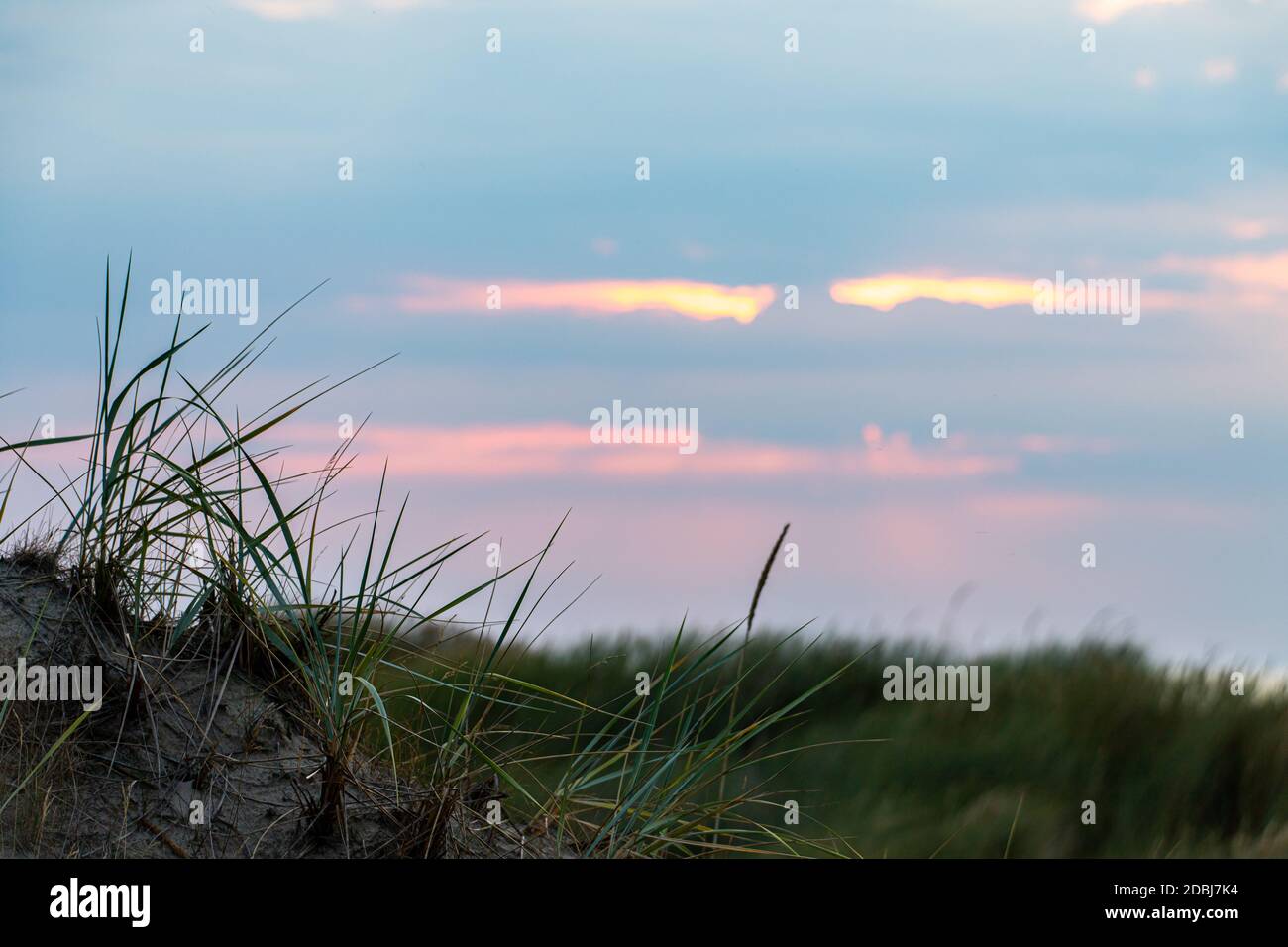 L'herbe des dunes dans les dunes de Sankt Peter Ording Banque D'Images