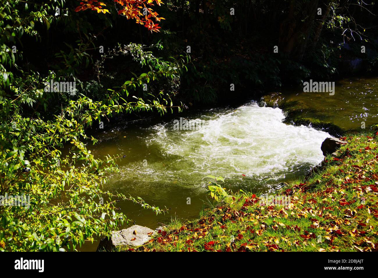 ruisseau de montagne clair avec une petite cascade et les deux rives avec des plantes vertes Banque D'Images