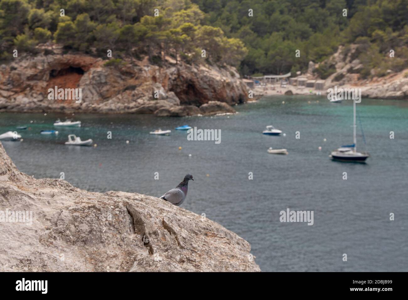 Pigeon dans la baie de Port de Sant Miguel, Ibiza, Espagne Banque D'Images