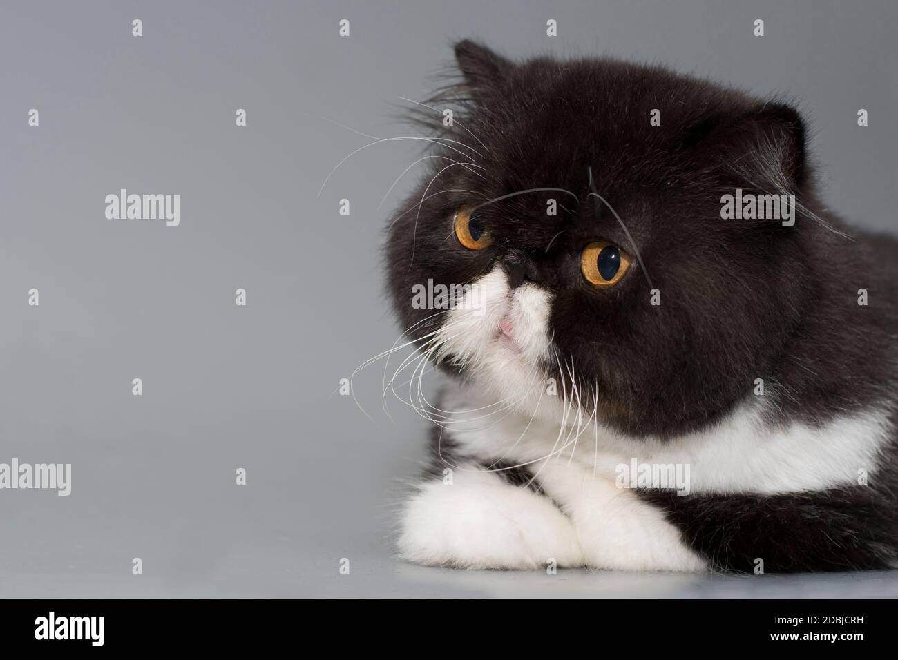 Portrait D Un Chat Persan Bicolore Noir Et Blanc Avec Des Yeux Orange Magnifiques Espace Pour Le Texte Photo Stock Alamy