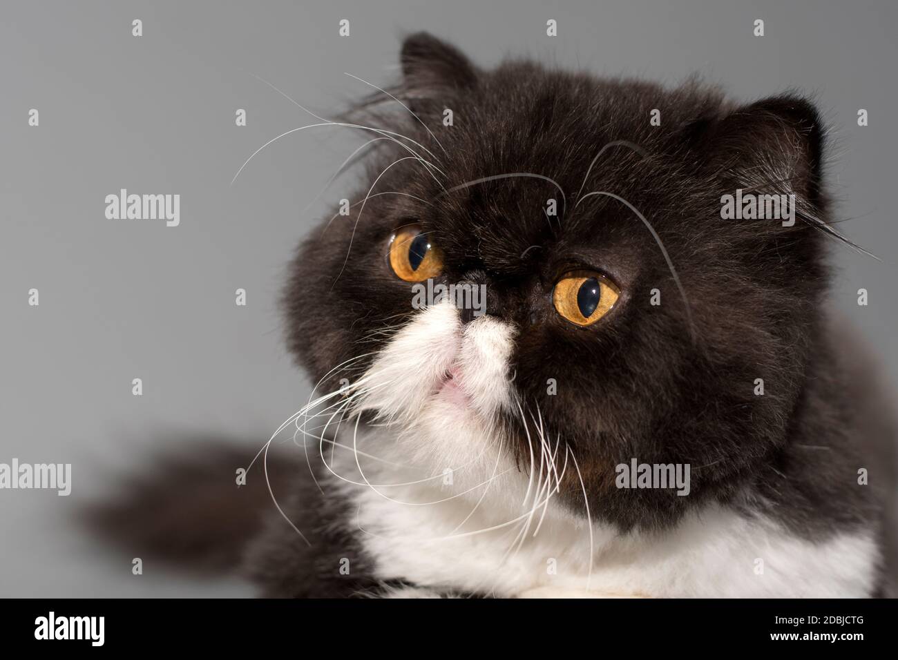 Portrait D Un Chat Persan Bicolore Noir Et Blanc Avec Des Yeux Orange Magnifiques Espace Pour Le Texte Photo Stock Alamy