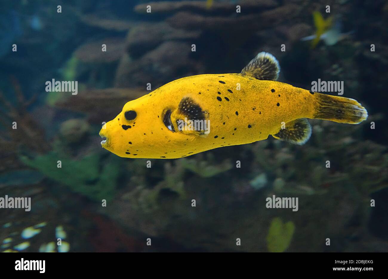 Gros poissons isolés dans l'océan, jaune, algues Banque D'Images