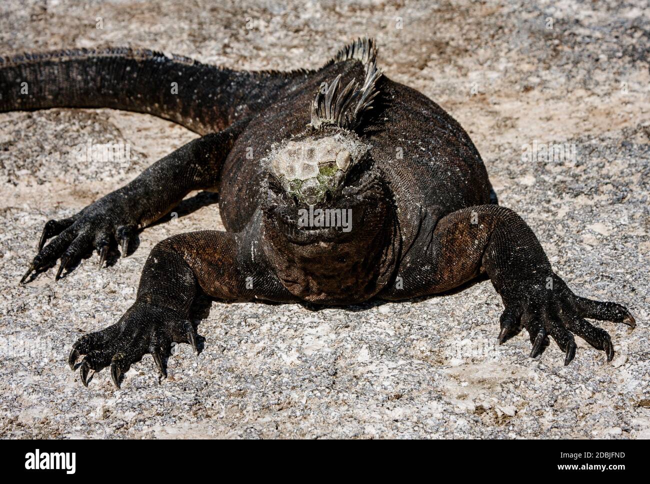 Iguanes marins des Galapagos de soleil sur la roche, sur l'île de Fernandina, îles Galapagos, Equateur Banque D'Images