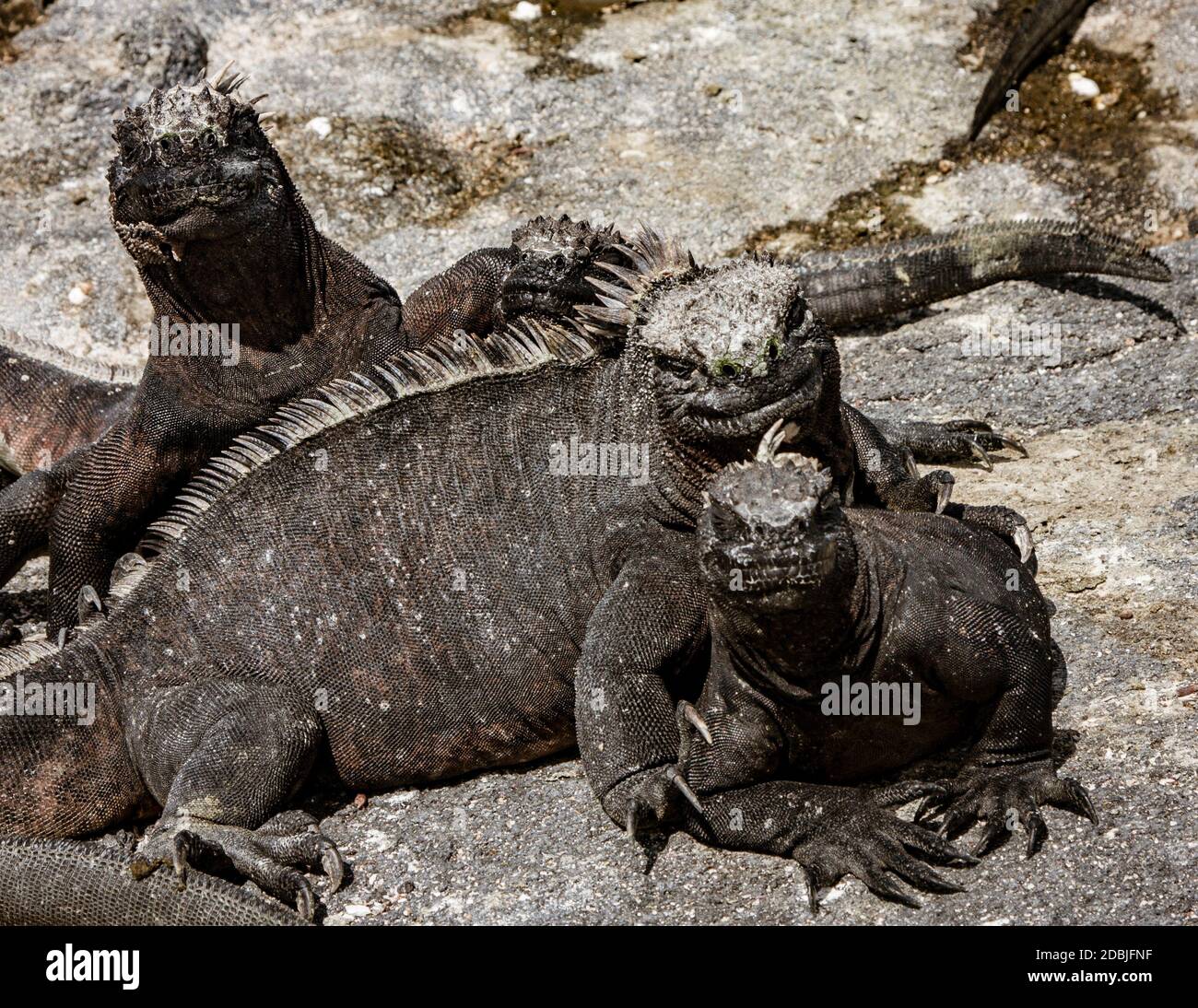 Iguanes marins des Galapagos de soleil sur la roche, sur l'île de Fernandina, îles Galapagos, Equateur Banque D'Images
