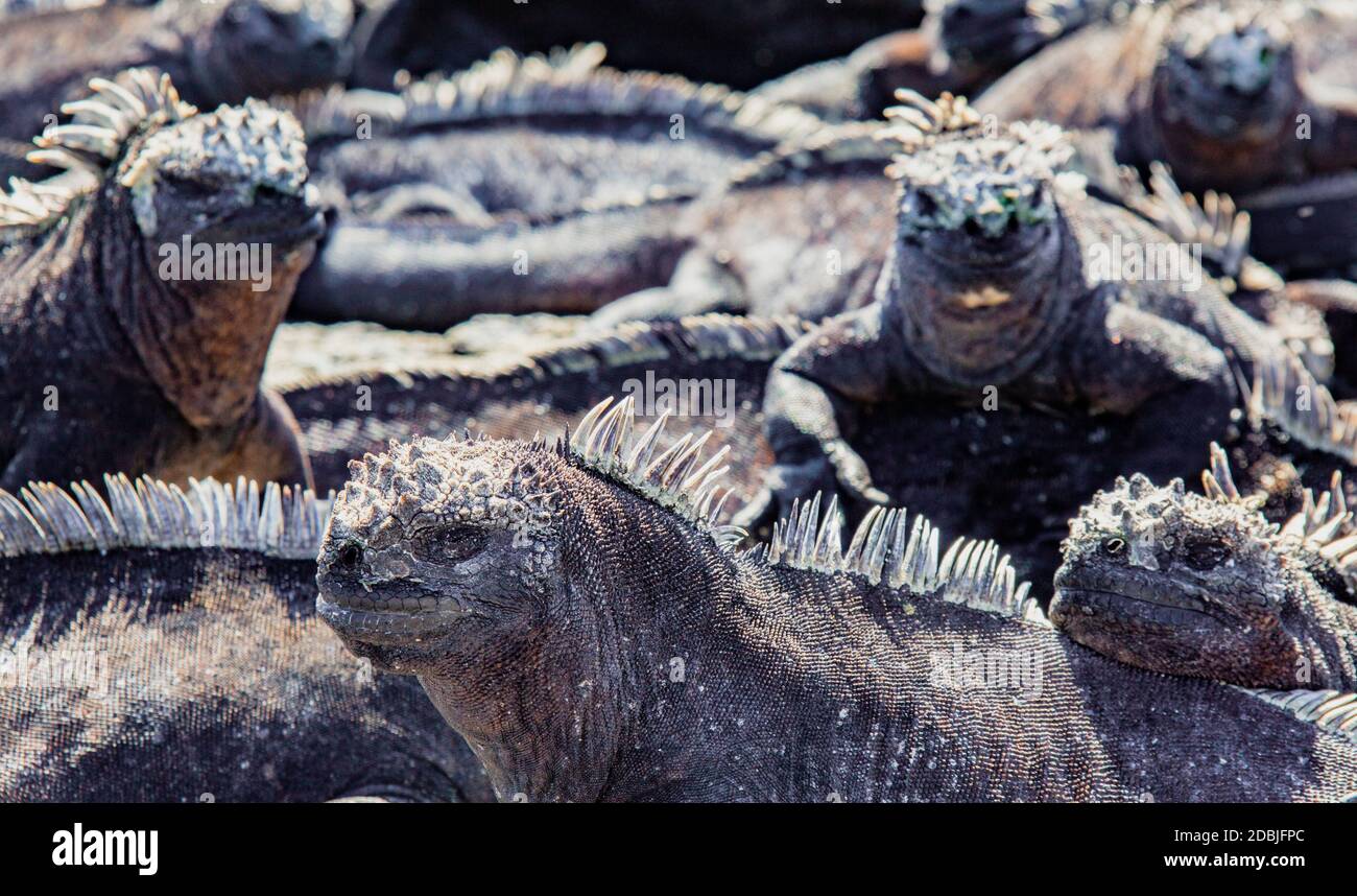 Iguanes marins des Galapagos de soleil sur la roche, sur l'île de Fernandina, îles Galapagos, Equateur Banque D'Images