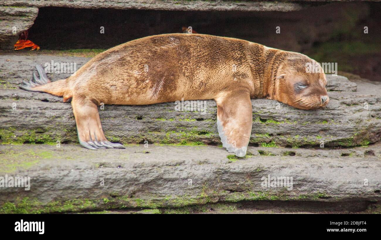 Sea Lion bébé fixant à Galápagos Banque D'Images