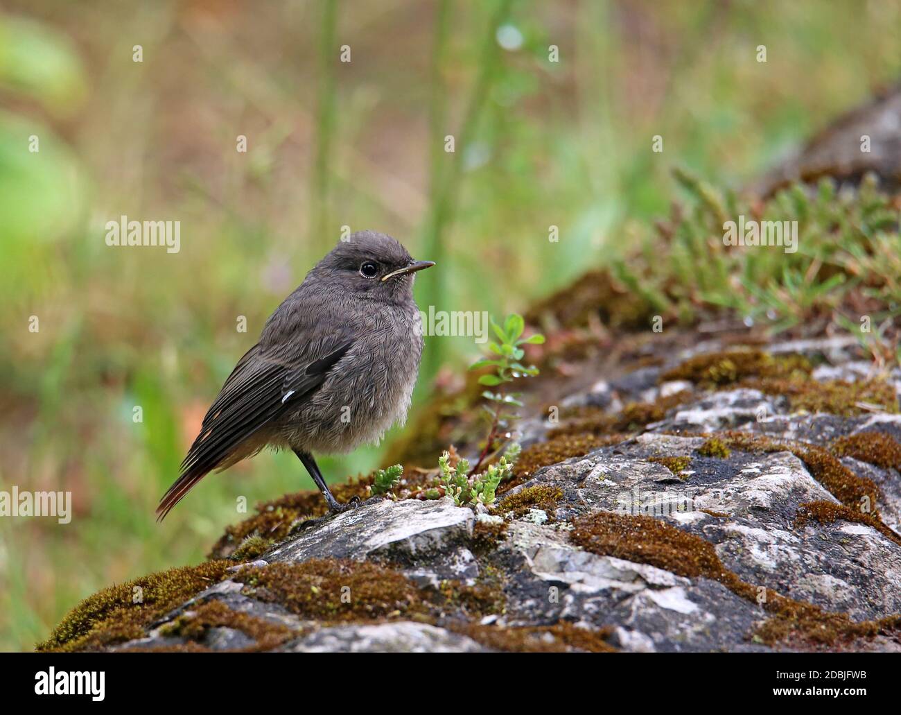 Jeune maison rouge Phénicurus ochruros Banque D'Images