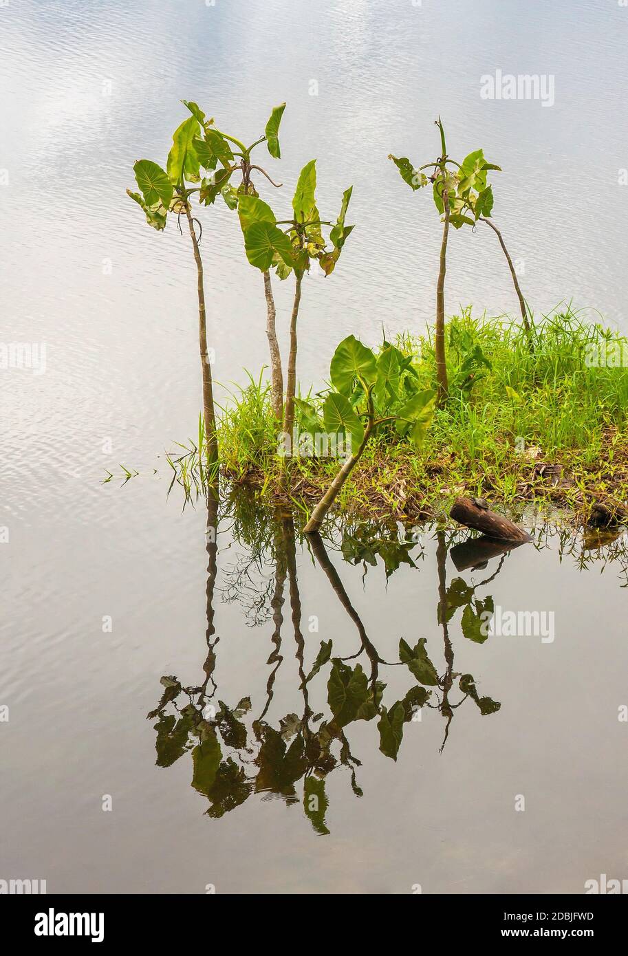 Petite île de plantes dans le lac à Amazon Banque D'Images