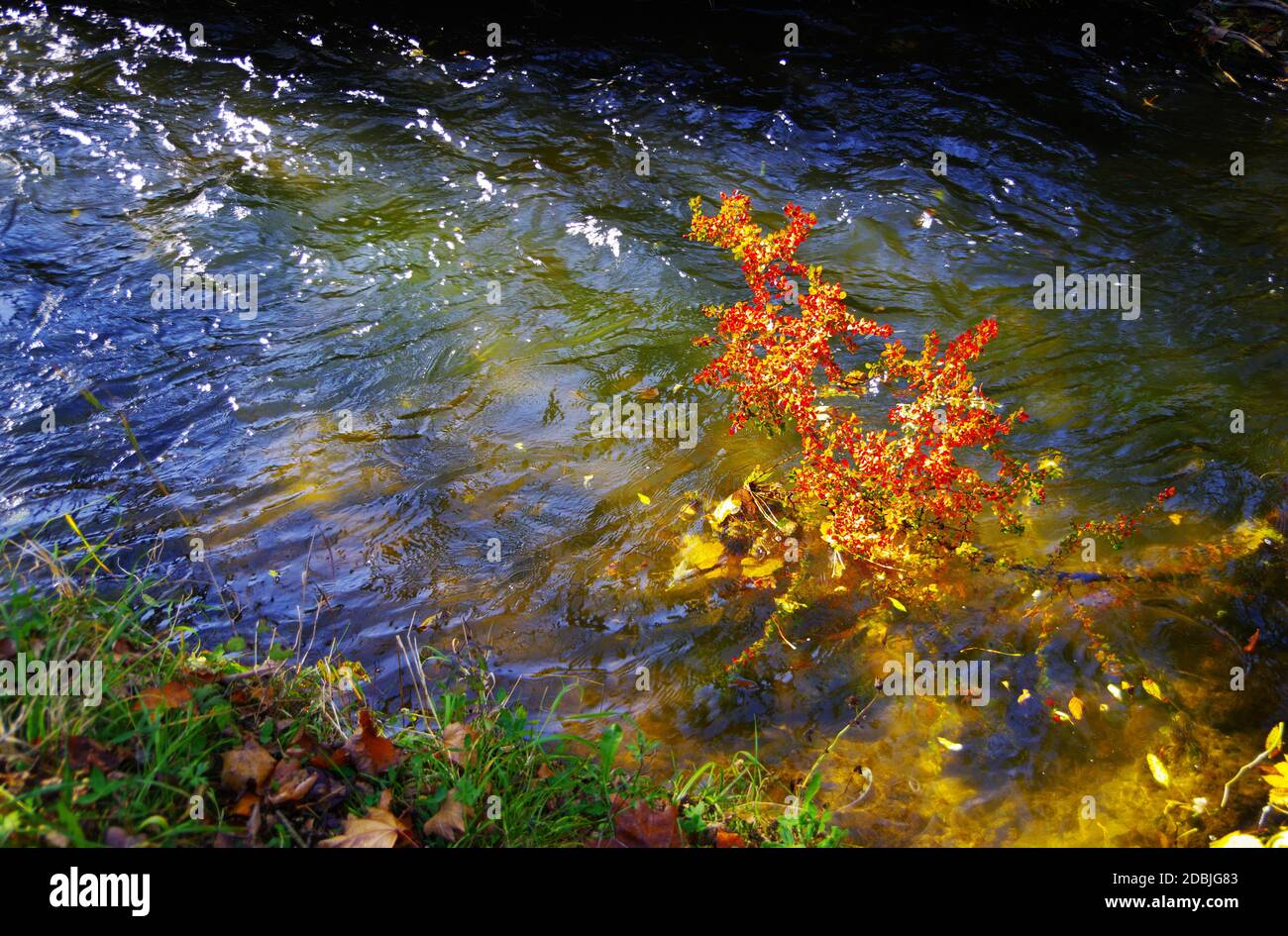 Branche avec des feuilles d'automne rouge vif suspendue au-dessus d'un ruisseau Banque D'Images