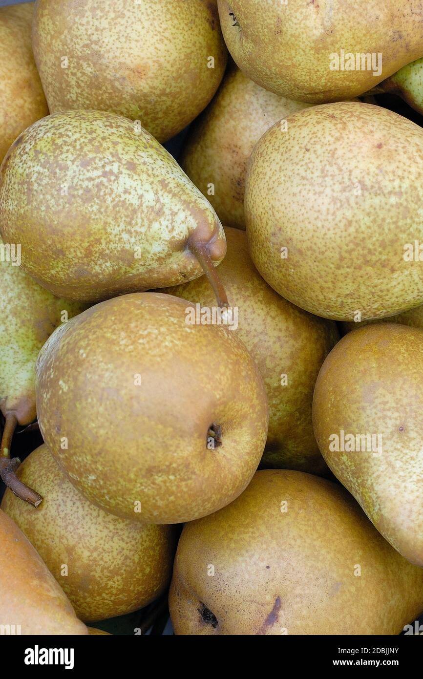 Pyrus Communis « Général Leclerc » Banque D'Images