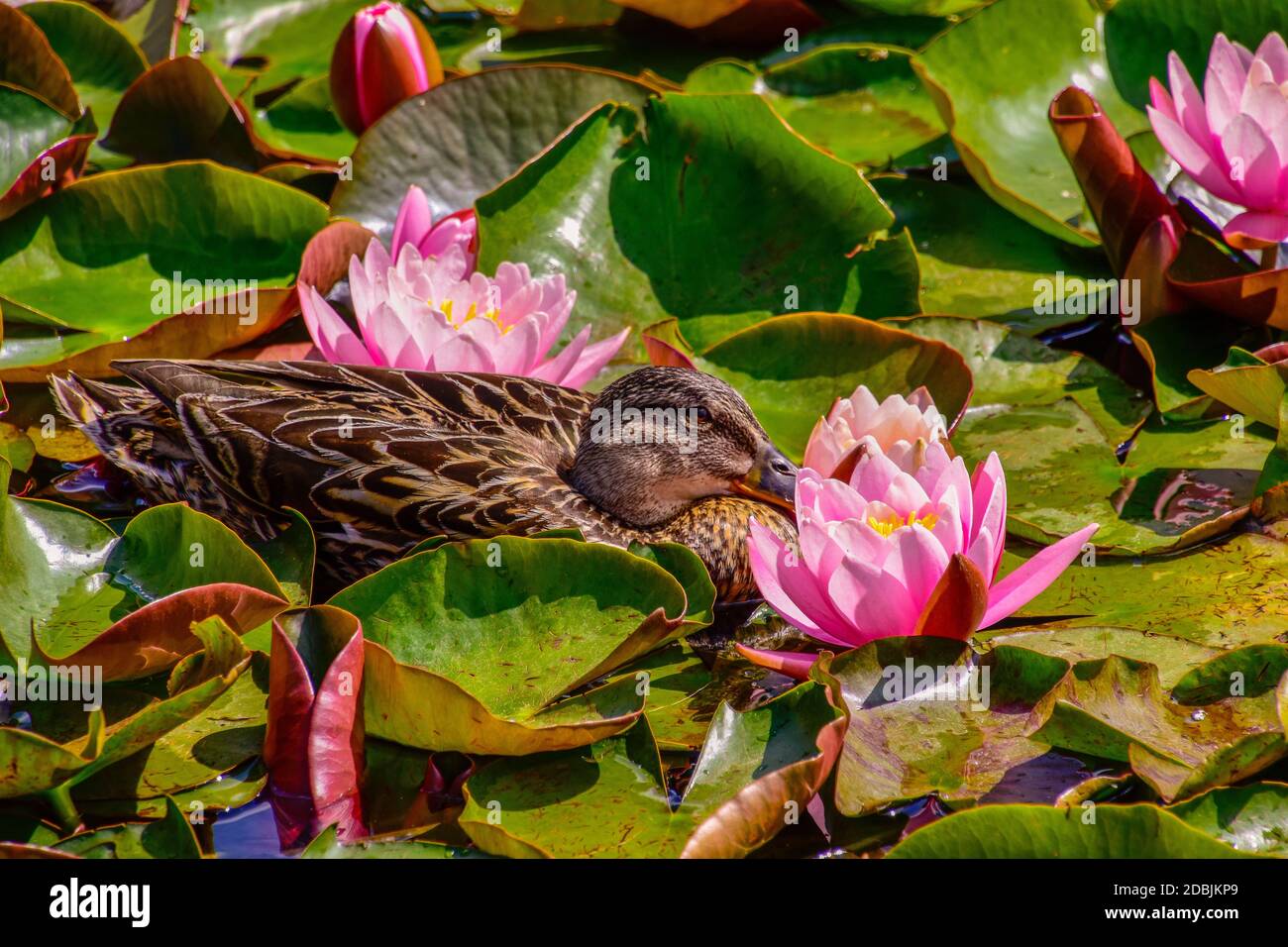 Des canards sauvages nagent sur un étang entre les nénuphars rouges Banque D'Images