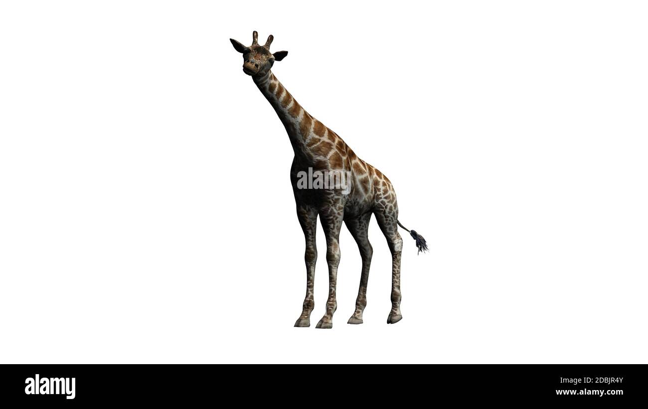 Girafe se tient et regarde autour - isolé sur fond blanc Banque D'Images