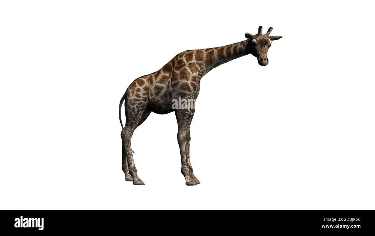 Girafe se tient et regarde autour - isolé sur fond blanc Banque D'Images