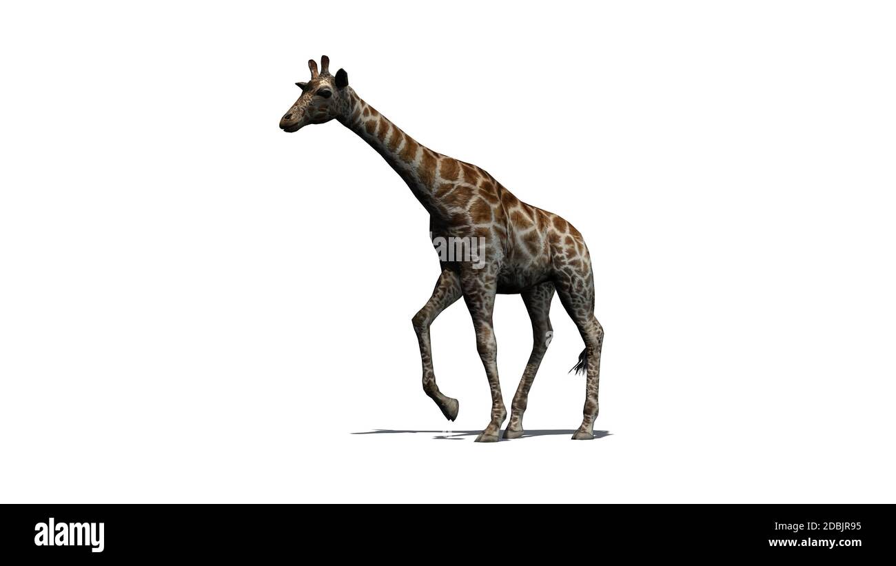 Girafe va avec l'ombre sur le sol - isolé sur fond blanc Banque D'Images