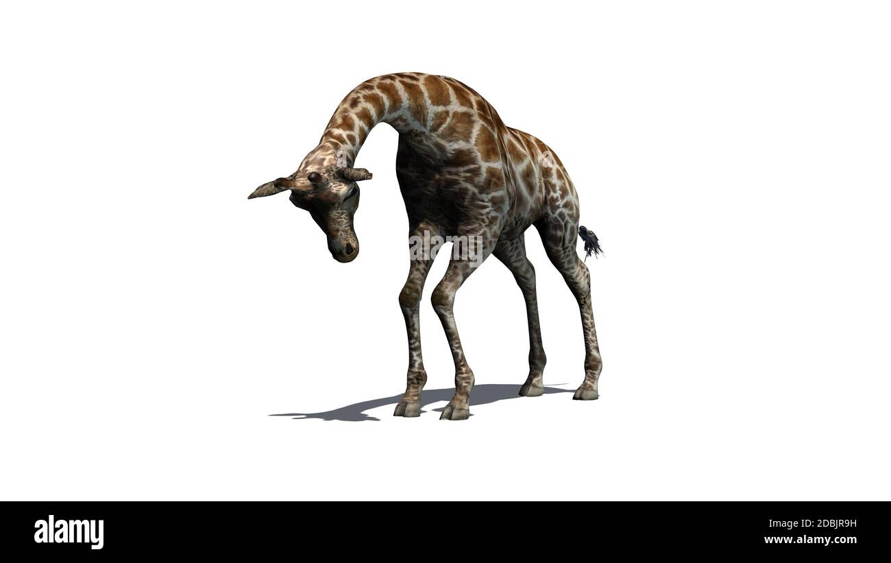 Girafe attaquant - avec ombre sur le sol - isolé sur fond blanc Banque D'Images