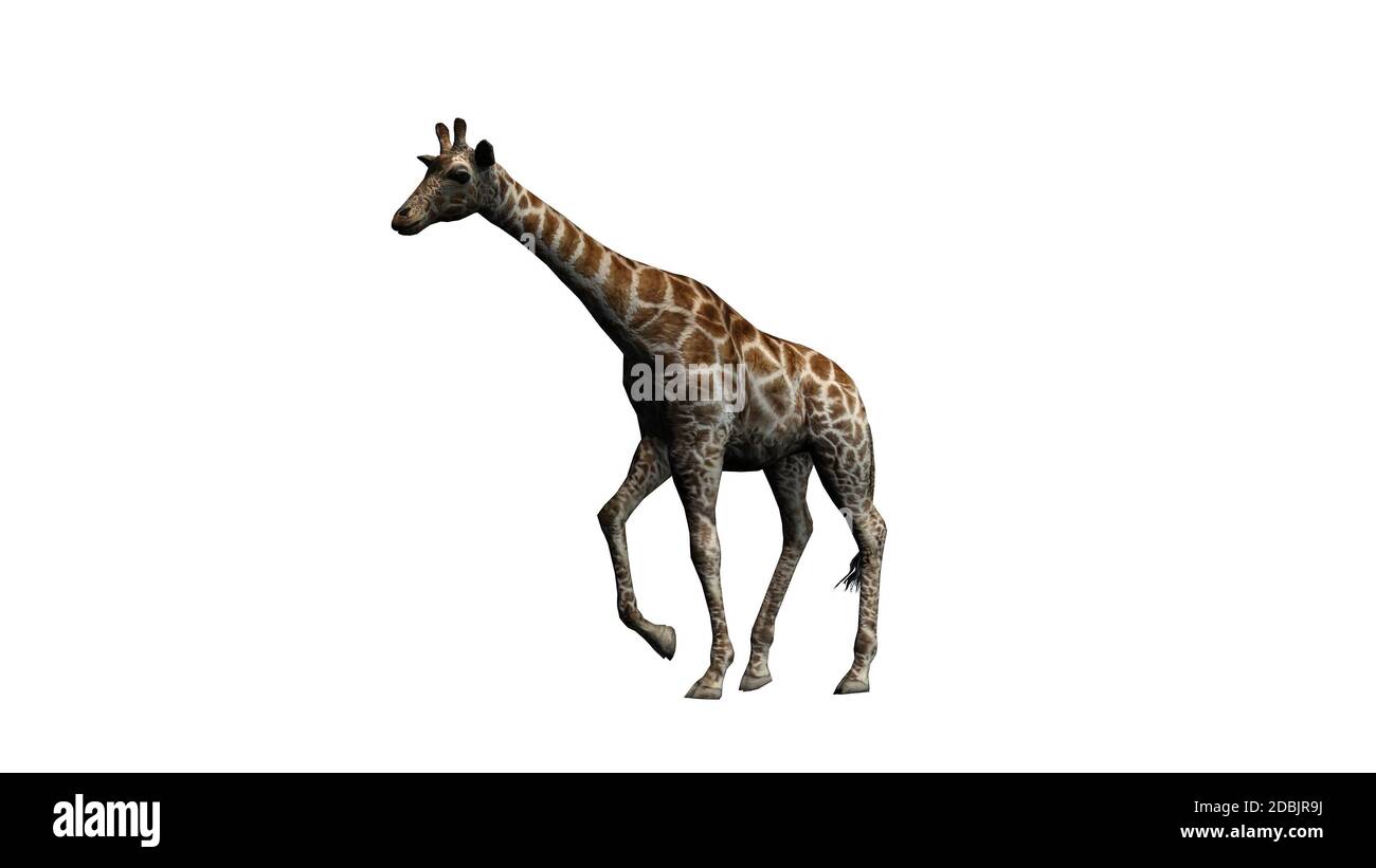 Girafe Goes - isolé sur fond blanc Banque D'Images