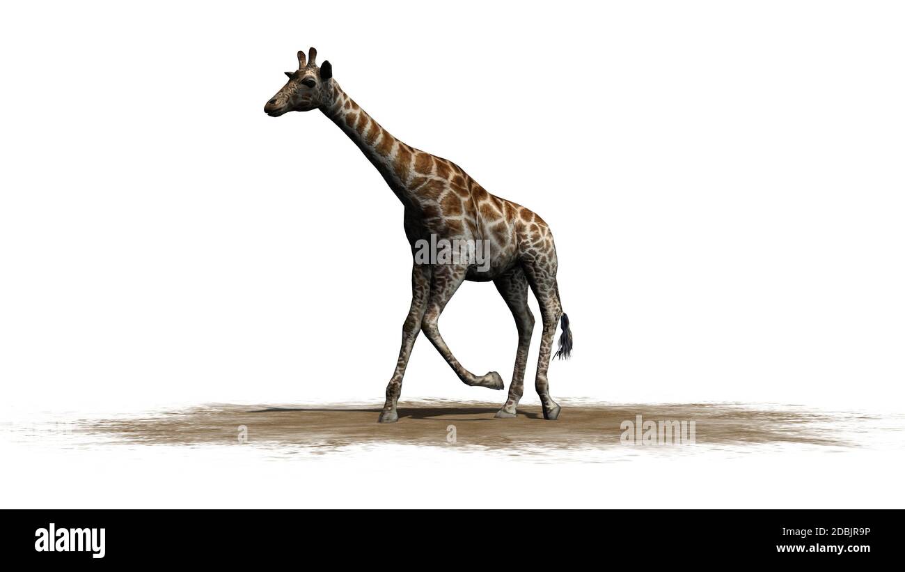 Girafe marchant sur une surface de sable - isolée sur fond blanc Banque D'Images
