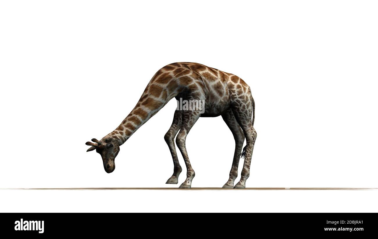 Girafe mangeant sur une surface de sable - isolée sur fond blanc Banque D'Images