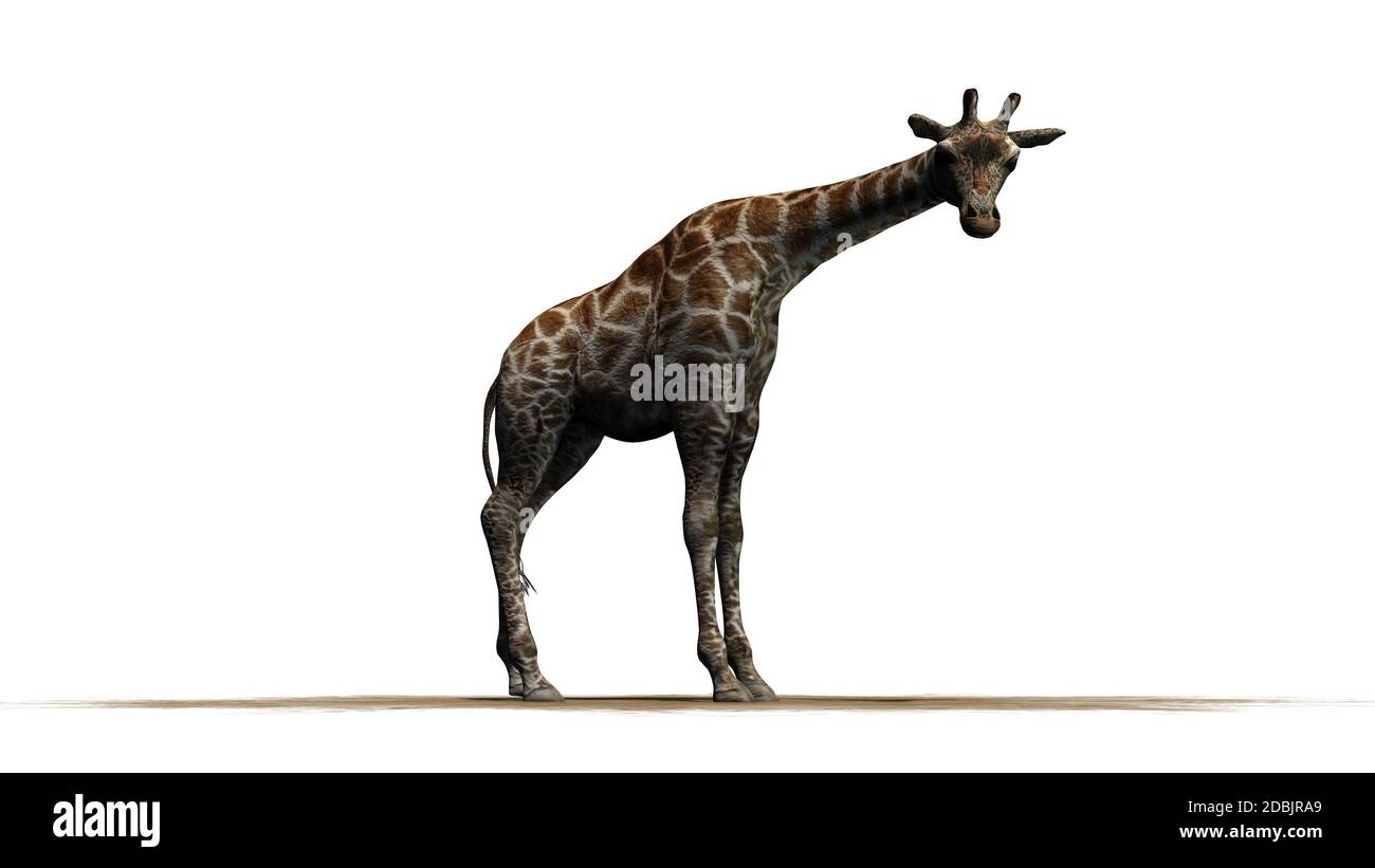 Girafe se dresse et regarde autour de la zone de sable - isolé sur fond blanc Banque D'Images