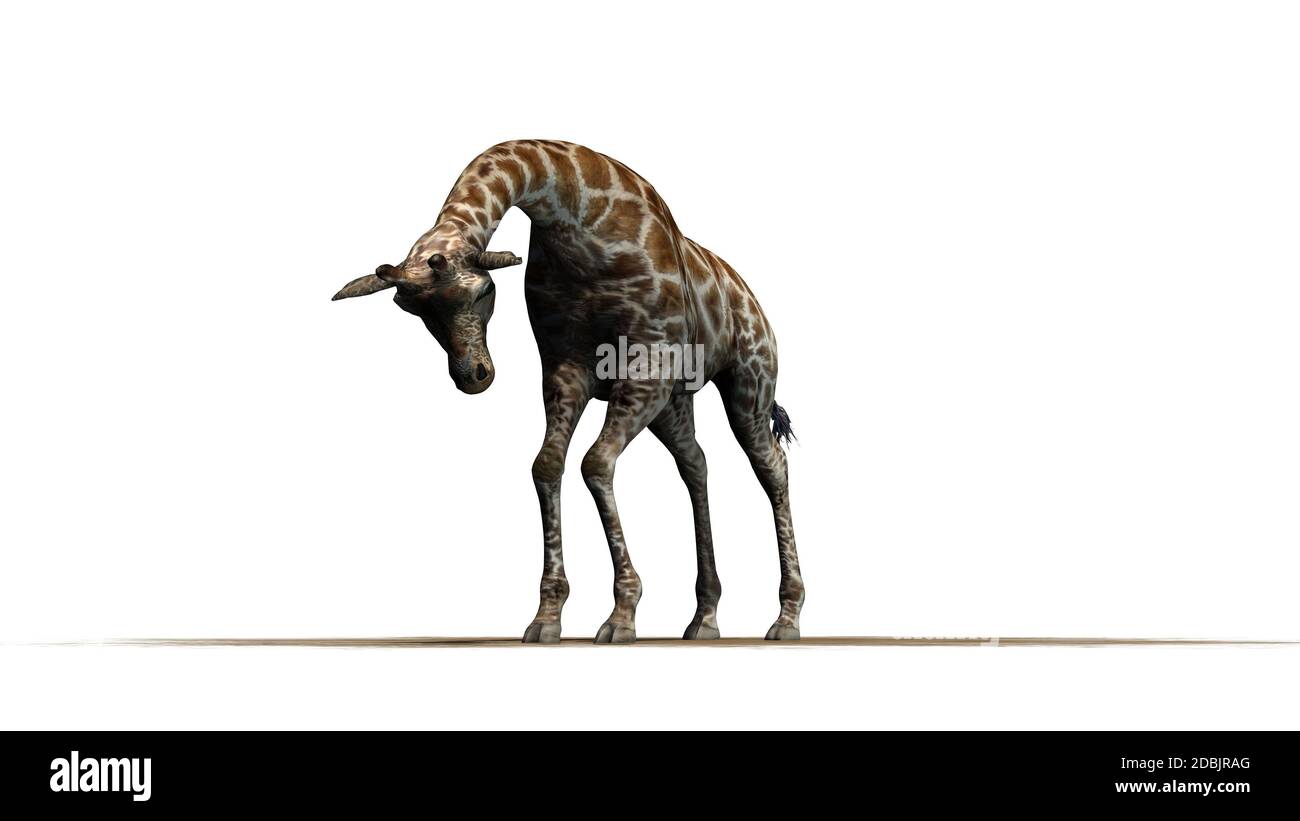 Girafe attaquant - sur une surface de sable - isolée sur fond blanc Banque D'Images