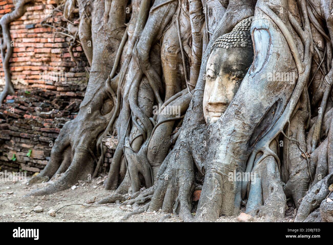 Ayutthaya tête de statue de Bouddha dans les racines d'arbre, temple Wat Mahathe, Thaïlande en un jour d'été Banque D'Images