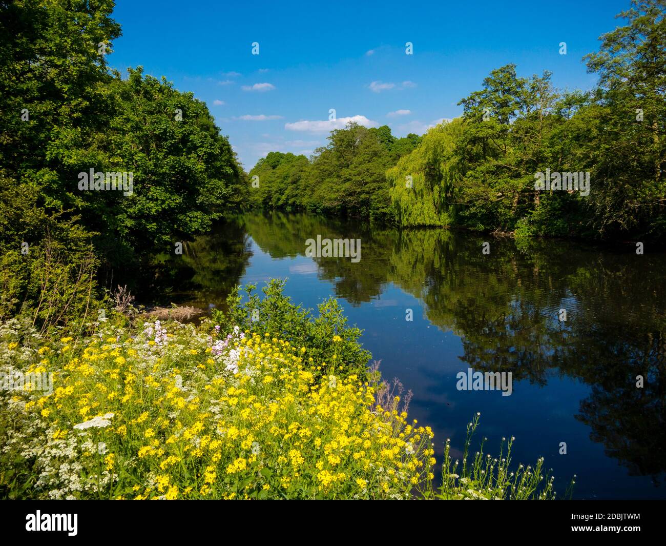 Vue d'été sur la rivière Derwent à l'abbaye de Darley près de Derby, Angleterre, Royaume-Uni. Banque D'Images