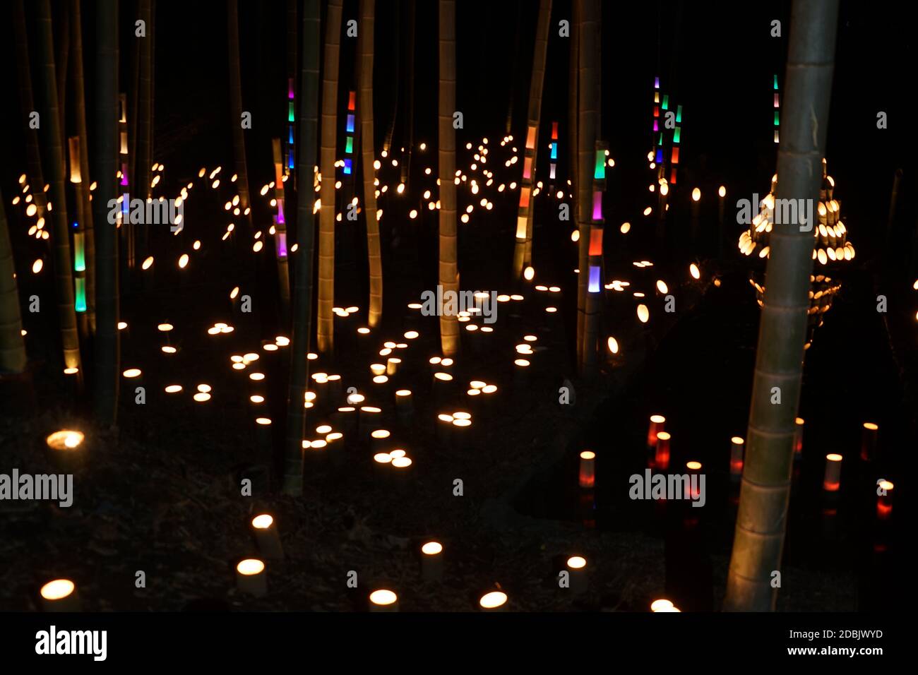 Lumière de petit diamètre de la bosquet de bambou (petit bureau forêt de château de citoyen). Lieu de tournage : préfecture de kanagawa, ville de Yokohama Banque D'Images