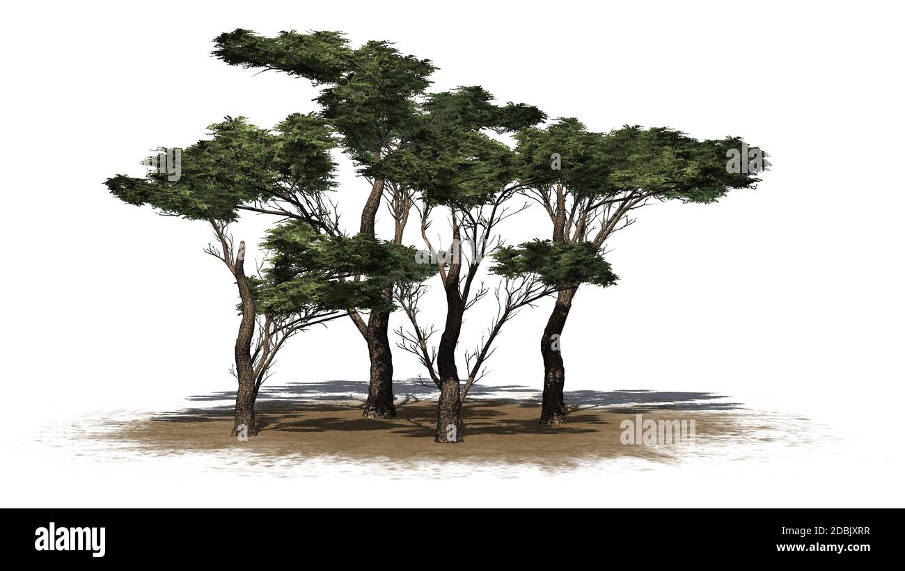 Plusieurs arbres de Thorn Parapluie différents sur une zone de sable - isolé sur fond blanc Banque D'Images