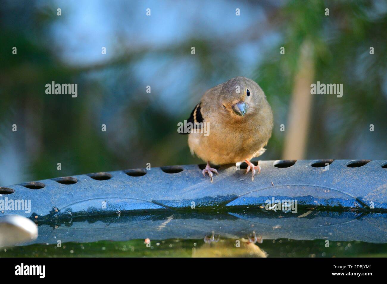Jeune bullfinch eurasien sur un bain d'oiseau Banque D'Images
