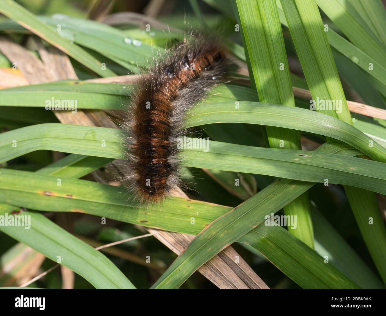 Une chenille de renards (macrothylacia rubi) rampe sur le vert leaves.jpg Banque D'Images