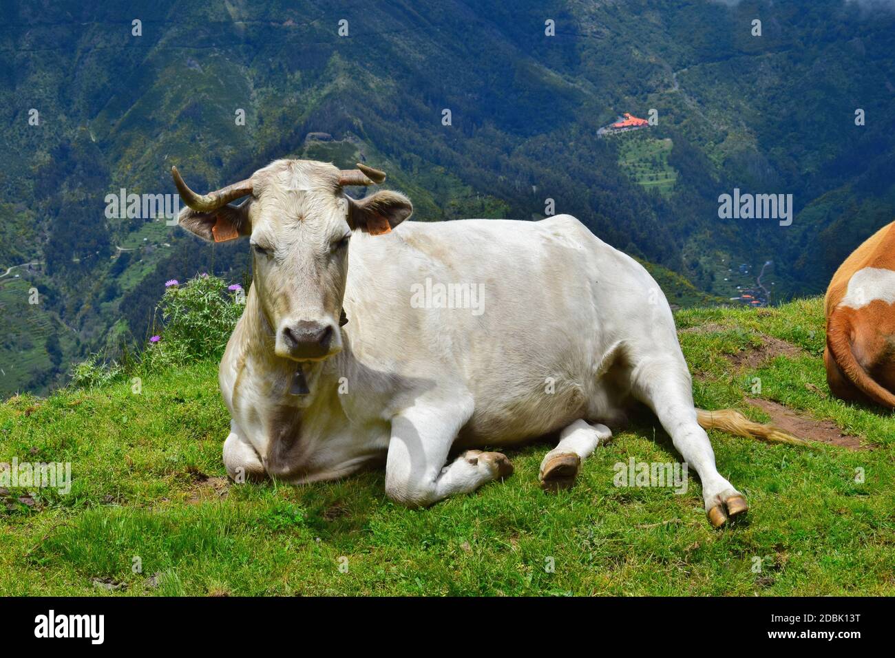 Une vache de couleur crème avec des cornes, portant une cloche de vache, allongé dans l'herbe. Paysage en arrière-plan. Madère, Portugal. Banque D'Images