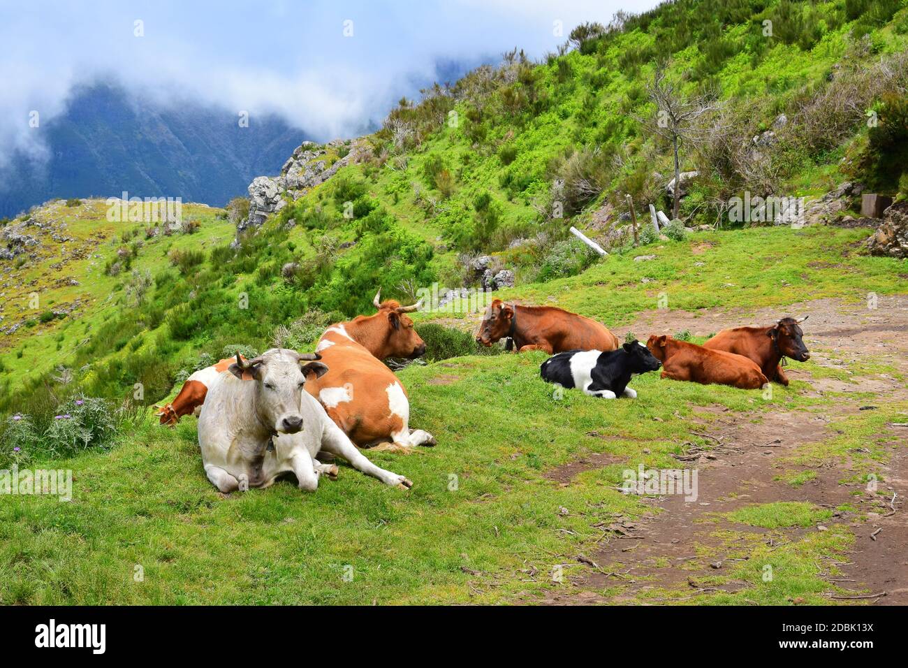 Un troupeau de bovins avec des cornes dans l'herbe. Paysage en arrière-plan. Madère, Portugal. Banque D'Images