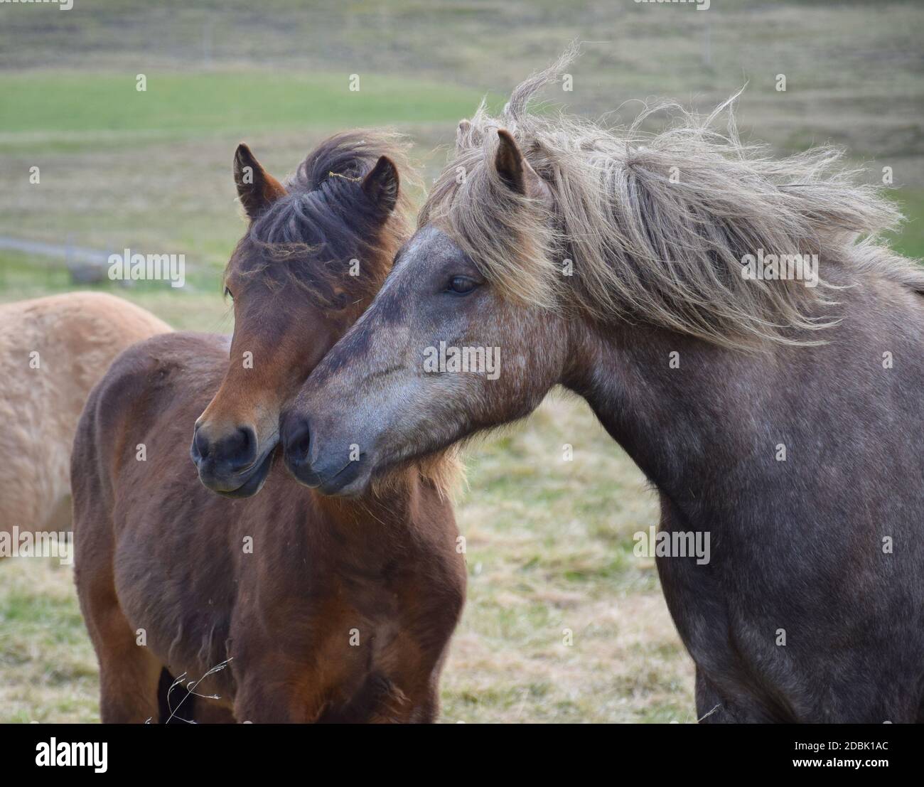 Amis. Deux chevaux islandais en contact. Gris baie et pomme de terre. Banque D'Images