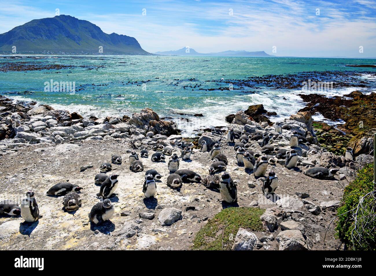 Colonie de pingouins africains sur la plage de Boulders Beach dans la ville de Simons on La péninsule du Cap en Afrique du Sud Banque D'Images