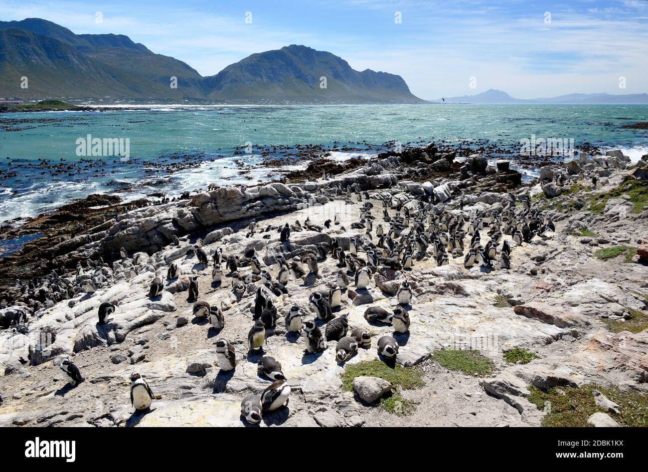 Colonie de pingouins africains sur la plage de Boulders Beach dans la ville de Simons on La péninsule du Cap en Afrique du Sud Banque D'Images