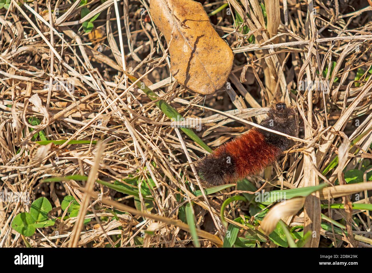Woollybear Caterpillar errant dans l'herbe dans Midewin National Tallgrass Prairie à Wilmington, Illinois Banque D'Images