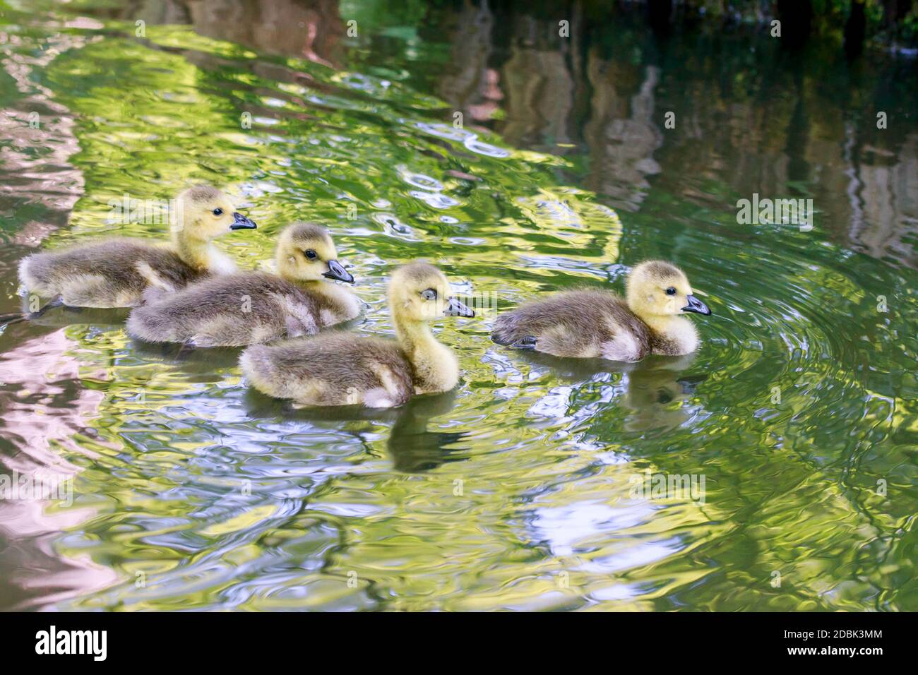 Bebe Oie Banque D Image Et Photos Alamy Bebe Oie Banque D Image Et Photos Alamy