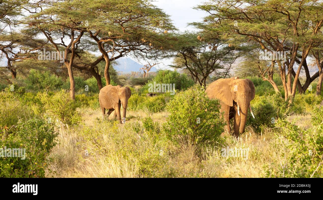 Certains éléphants traversent la jungle au milieu de nombreux buissons Banque D'Images