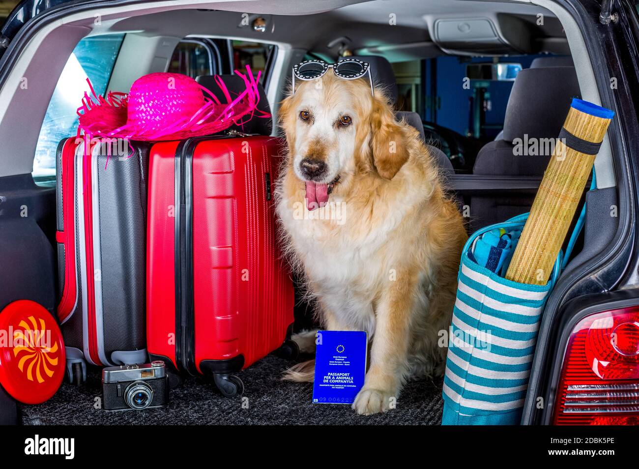 Golden Retriever dans le coffre de la voiture prêt à quitter la maison Banque D'Images